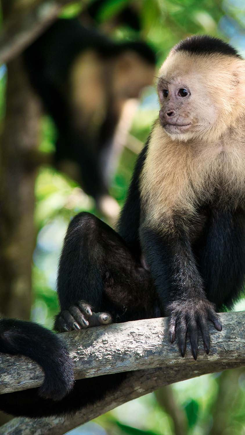 white-faced-monkey-costa-rica